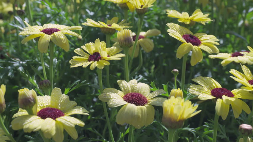 Beautiful yellow false sunflowers are swaying in the wind on nature background. Awesome flower meadow in summer. Water drops on petals of smooth oxeye (Heliopsis helianthoides) are glowing in sunlight