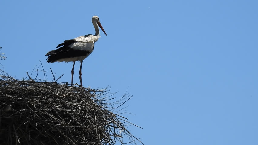 Stork sitting on nest, telephoto zoom