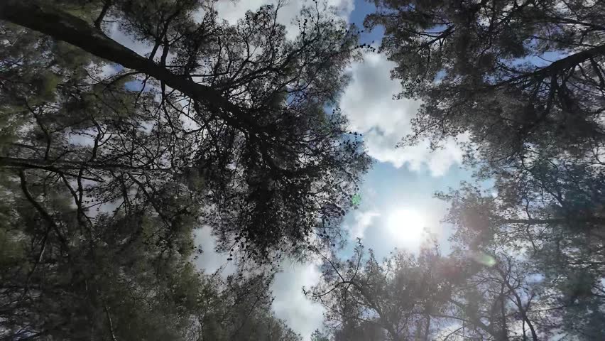 Driving through the forest under a wonderful cloudy sky, looking up at the sky from below the tall trees.