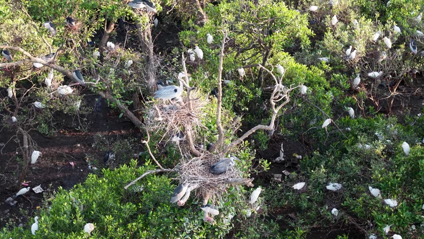 Aerial view of dense egret and heron colony nesting in mangrove trees at Tanjung Piandang.