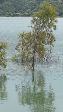 Eucalyptus tree half submerged in a lake. 4K Vertical