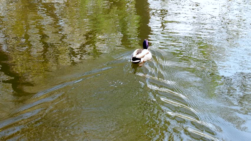 Two mallard ducks swimming peacefully on calm water surface of pond. Ducks create gentle ripples on the water. Serene natural scene with greenery in background. 4K footage.