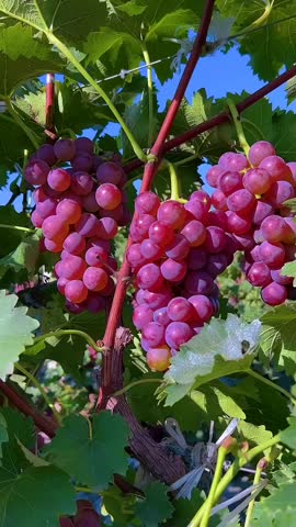 Close up shot of beautiful ripe red grapes hanging from a vibrant grapevine in a sunny vineyard. The clusters of juicy pink berries look fresh and ready for harvest under a clear blue sky. Green leaves frame the delicious fruit, highlighting agricultural beauty and natural abundance. Perfect for concepts related to winemaking, healthy eating, farming, and autumn harvesting. High quality agriculture footage capturing organic viticulture in summer.