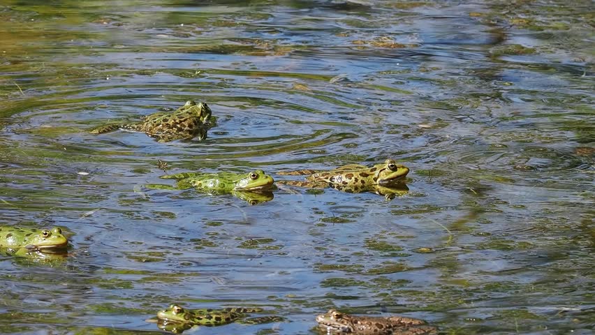 Common frog, Rana temporaria, reptiles croaking in the water, also known as the European common frog or European grass frog is a semi-aquatic amphibian of the family Ranidae