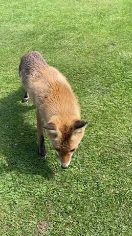Red Fox Close-Up On Short Green Lawn Walking Forward To Take Food 