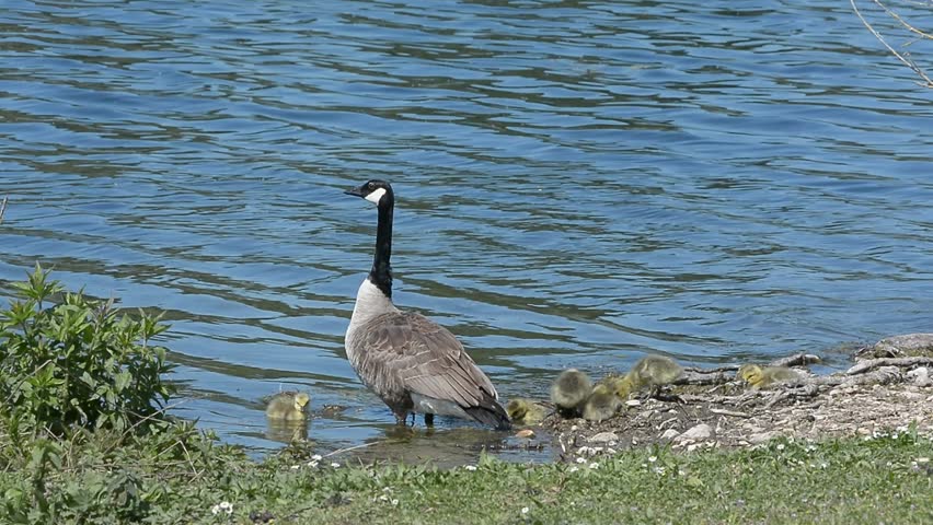 Canada Goose with its goslings