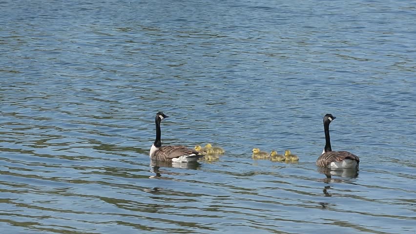 Canada Goose with its goslings