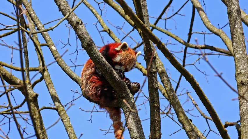 The red panda, Ailurus fulgens, also called the lesser panda and the red cat-bear sitting on a tree.