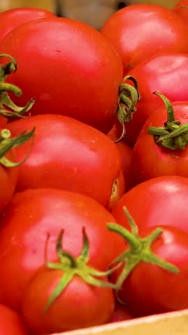 Box with fresh red tomatoes on the background of firewood. Red non-GMO tomatoes in a container on a wood texture background. Camera movement to the object. 