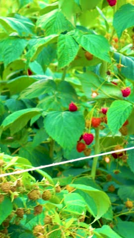 Fresh red raspberries in boxes. Collection of red raspberries in boxes. The concept of agriculture, farming, food, fruits and berries. Camera movement. 