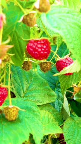 Fresh red raspberries in boxes. Collection of red raspberries in boxes. The concept of agriculture, farming, food, fruits and berries. Camera movement. 