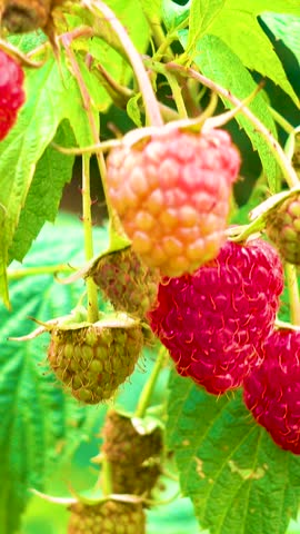 Fresh red raspberries in boxes. Collection of red raspberries in boxes. The concept of agriculture, farming, food, fruits and berries. Camera movement. 