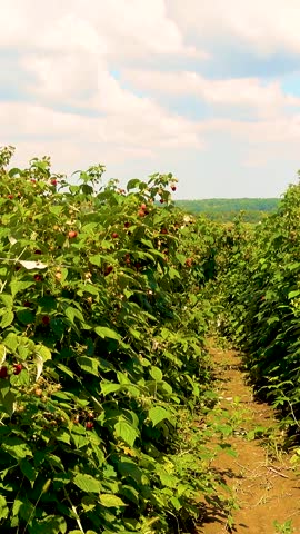 Fresh red raspberries in boxes. Collection of red raspberries in boxes. The concept of agriculture, farming, food, fruits and berries. Camera movement. 