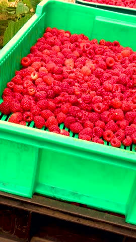 Fresh red raspberries in boxes. Collection of red raspberries in boxes. The concept of agriculture, farming, food, fruits and berries. Camera movement. 
