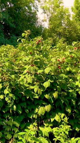 Fresh red raspberries in boxes. Collection of red raspberries in boxes. The concept of agriculture, farming, food, fruits and berries. Camera movement. 