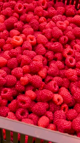 Fresh red raspberries in boxes. Collection of red raspberries in boxes. The concept of agriculture, farming, food, fruits and berries. Camera movement. 