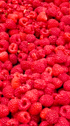Fresh red raspberries in boxes. Collection of red raspberries in boxes. The concept of agriculture, farming, food, fruits and berries. Camera movement. 