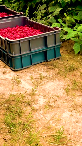 Fresh red raspberries in boxes. Collection of red raspberries in boxes. The concept of agriculture, farming, food, fruits and berries. Camera movement. 