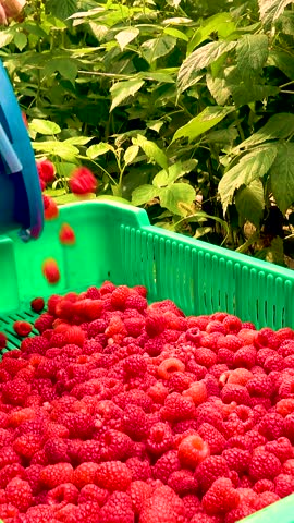 Fresh red raspberries in boxes. Collection of red raspberries in boxes. The concept of agriculture, farming, food, fruits and berries. Camera movement. 