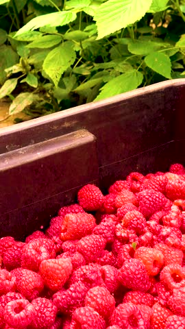 Fresh red raspberries in boxes. Collection of red raspberries in boxes. The concept of agriculture, farming, food, fruits and berries. Camera movement. 