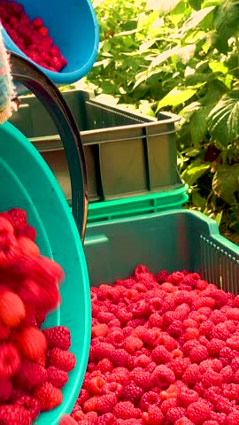 Fresh red raspberries in boxes. Collection of red raspberries in boxes. The concept of agriculture, farming, food, fruits and berries. Camera movement. 