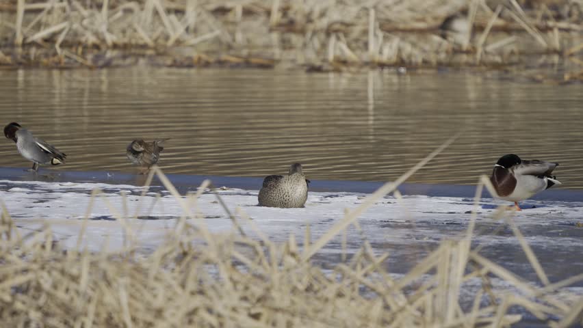Wild Ducks Grooming Feathers on Frozen Winter Lake Ice 4K HDR