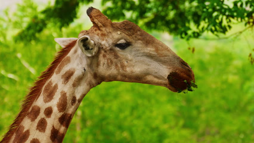 A close up of a giraffe chewing leaves with green forest trees in background