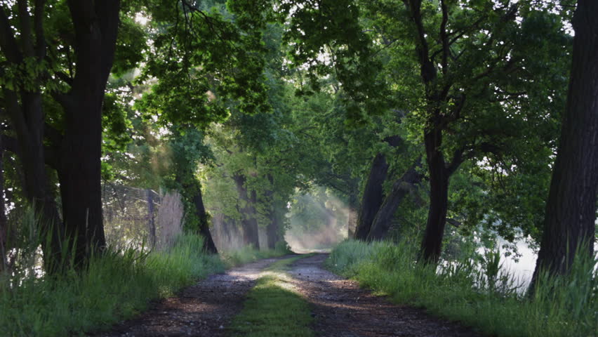 Misty fog on pond path with sun rays. Calm Czech nature background
