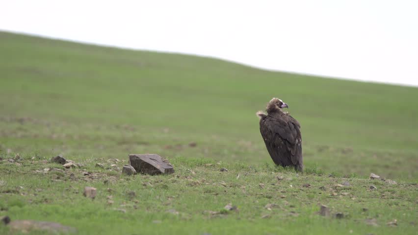 Treeless open meadow hosts a black vulture standing alone in vast grassland habitat. Solitary scavenger stands on pasture, watchful posture, stark wilderness, avian presence. Vultures are scavenging birds that play an ecological role by removing carrion from open habitats, making the footage relevant to raptor behavior, grassland ecology and wilderness balance.