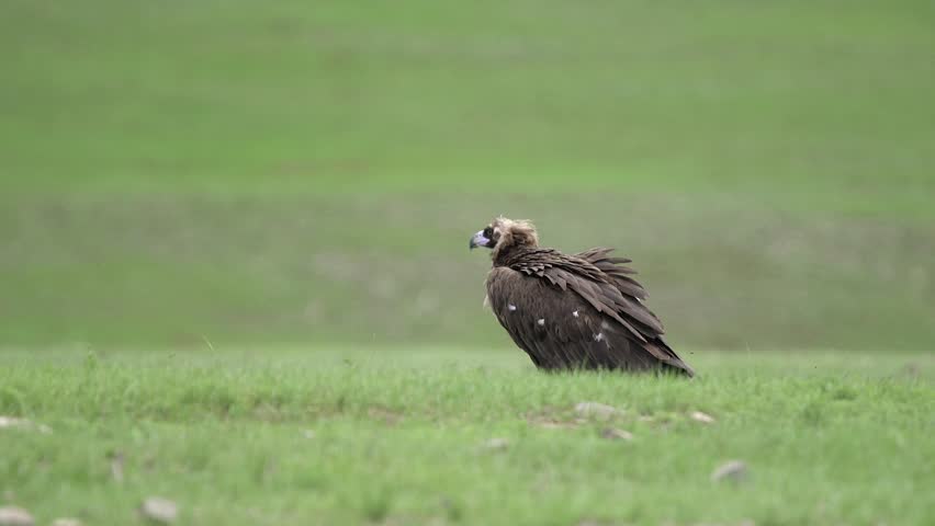 Treeless open meadow hosts a black vulture standing alone in vast grassland habitat. Solitary scavenger stands on pasture, watchful posture, stark wilderness, avian presence. The solitary posture on the meadow hillside suggests watchfulness, carrion search, avian survival and predator scavenger themes in a stark natural landscape.