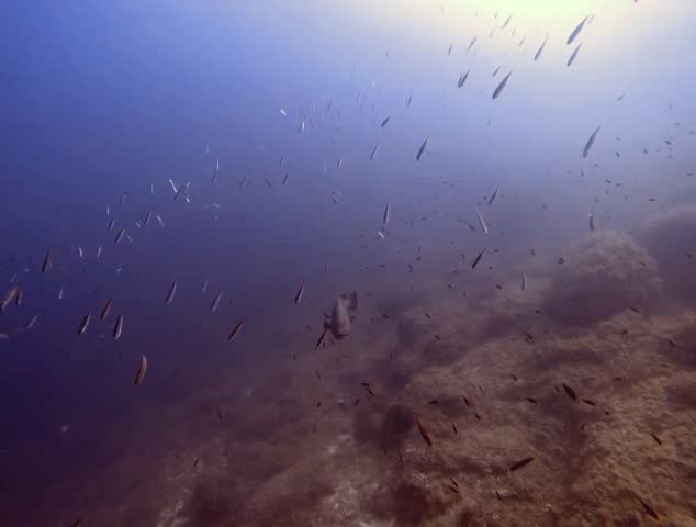 A majestic Dusky Grouper (Epinephelus marginatus) swimming over a rocky reef in the Mediterranean Sea.