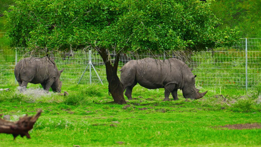 Two rhinos graze in a pasture in a national park