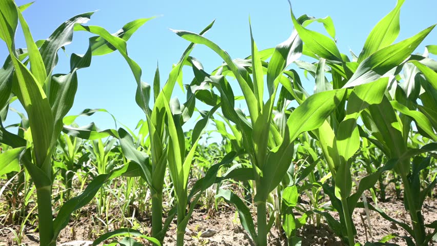 young corn plants in the field