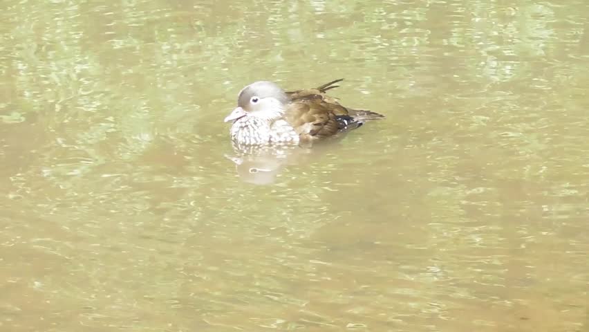 mandarin duck in the water