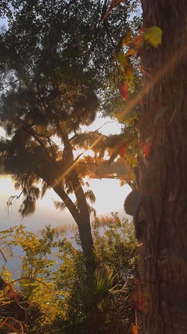 Golden sunlight shines through lakeside trees and leafy branches, creating a bright diagonal flare beside a textured tree trunk. Calm water glows softly in the background, framed by warm foliage, ferns, and layered greenery along the shoreline.