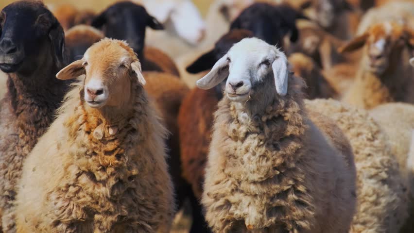 two sheep facing camera close medium shot in dense flock, wool texture detail and calm animals standing tightly grouped in rural pasture with shallow depth and slight motion