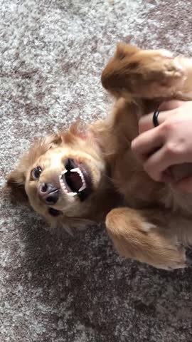 A playful dog rolls on its back, enjoying belly rubs from a person. The scene is indoors with soft lighting, showcasing a joyful interaction.
