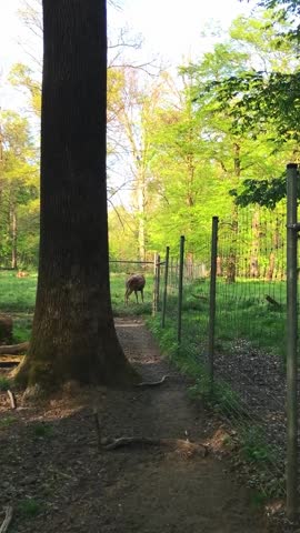 A video clip showing a deer walking along a forest pathway. The camera is static, capturing the lush greenery in daylight.