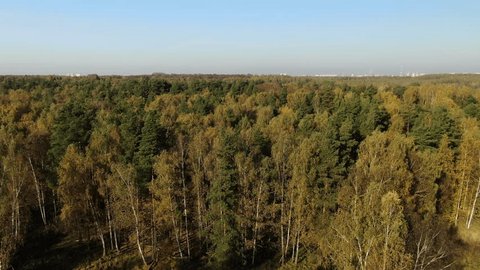 Drone Rising above Autumn Forest Mytishchi