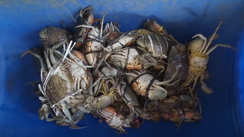 Live mud crabs Scylla serrata moving in a blue container. Tied mangrove crabs of various sizes for sale at a traditional seafood market, fresh harvest fishery industry video.