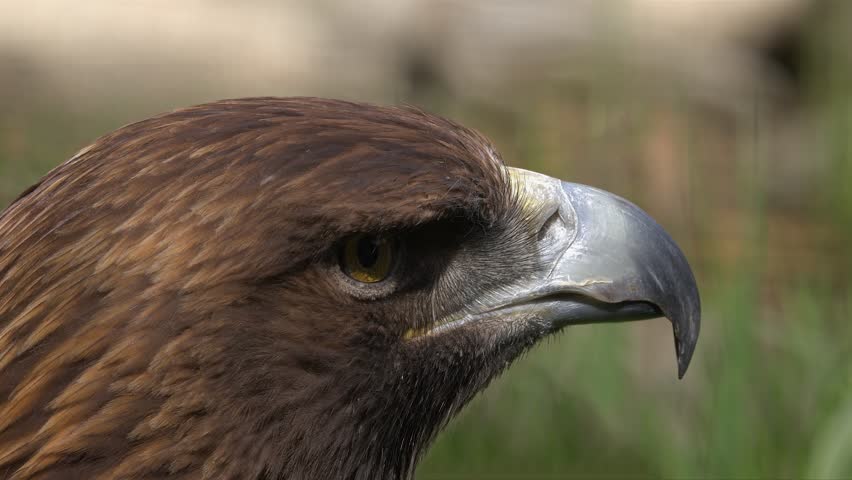 Extreme closeup profile view of Golden eagle head, bokeh background