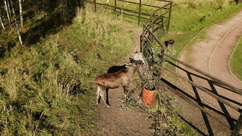 Drone Filming Young Moose During Feeding