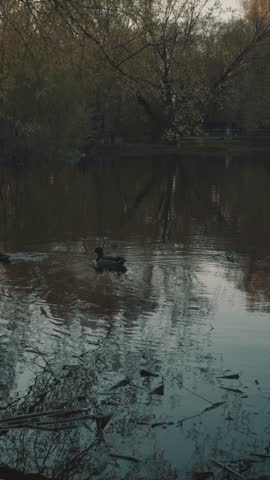 Ducks Swimming in a Pond at Sunset
