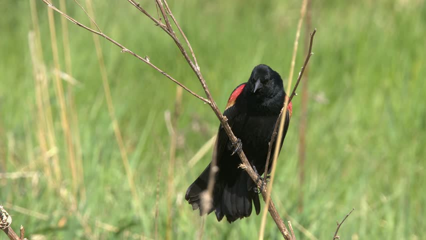 Male Red-winged blackbird perched on wetland tree takes flight, calling