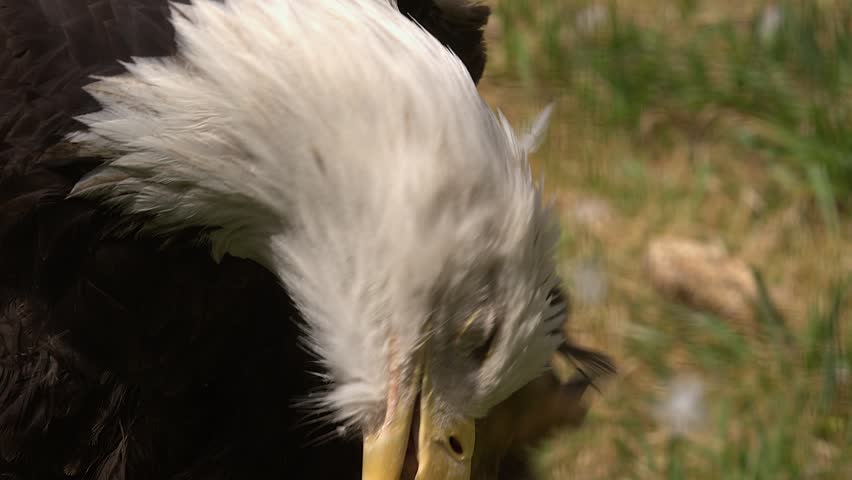 Itchy Bald eagle scratches head with sharp talons, close up detail view