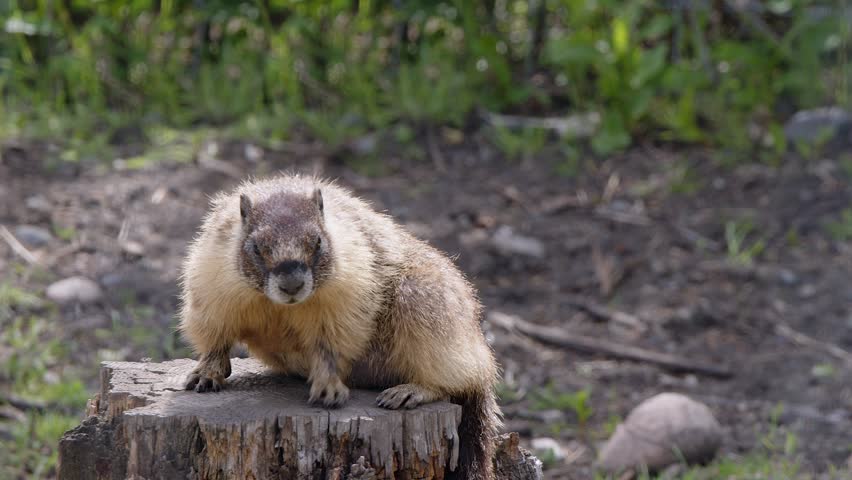 Closeup Yellow-bellied marmot scratches while sitting on tree stump