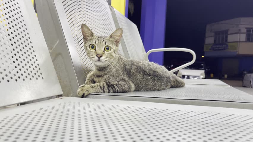 A stray tabby cat with green eyes lying on a metal bench outside at night, looking at the camera.