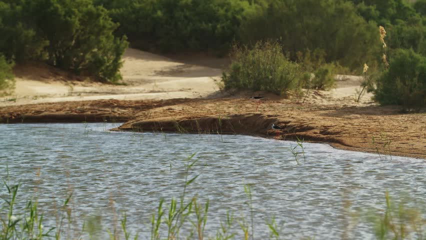 Rare view of a natural water pool between sand dunes and green desert vegetation in the Ksar Ghilane region of the Tunisian Sahara