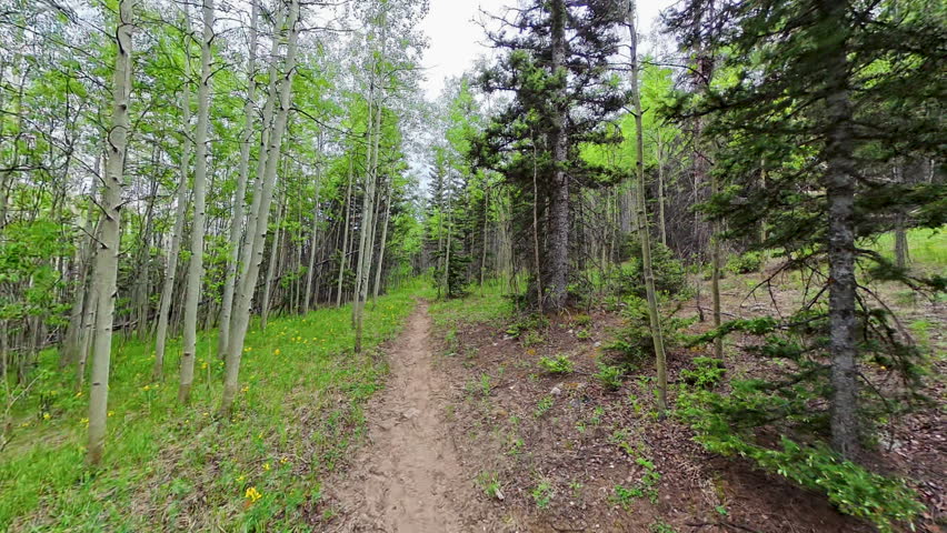 Hiking On Smooth Trail through Colorado Forest on the Medano Lake Trail