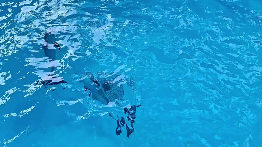 Footage of dolphin swimming in the pool